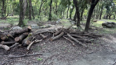 南澳樹木園區內林業剩餘資材開放當地民眾自由撿拾 1